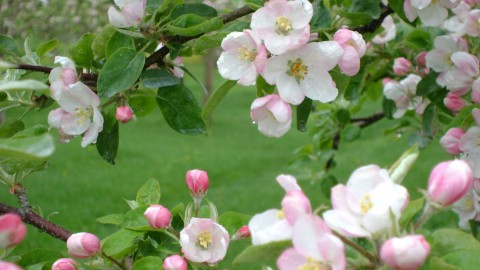 Dégustations et pique-niques dans les vergers en fleurs à Cap-Saint-Ignace