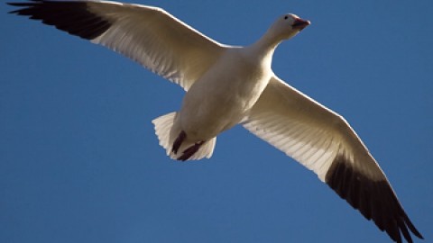 Une première au Québec dans l'estuaire du St-Laurent : Un plan de gestion des oies blanches pour réduire les dommages causés aux terres agricoles