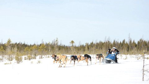 INTERNATIONAUX DE TRAÎNEAU À CHIENS: 99 ÉQUIPES DE MUSHERS ÉTAIENT AU RENDEZ-VOUS