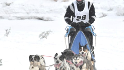 Internationaux de traîneau à chiens à St-Just-de-Bretenières