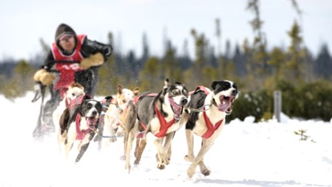 Le Parc des Appalaches reprend les rênes des Internationaux de traîneau à chiens du Canada