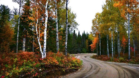 Québec effectue un inventaire de ses forêts dans 11 régions du Québec 