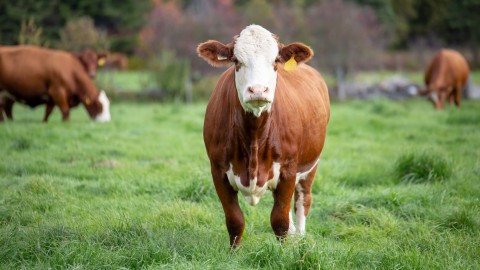 Les producteurs de bovins de la région remettent plus de 5 000 $ aux banques alimentaires