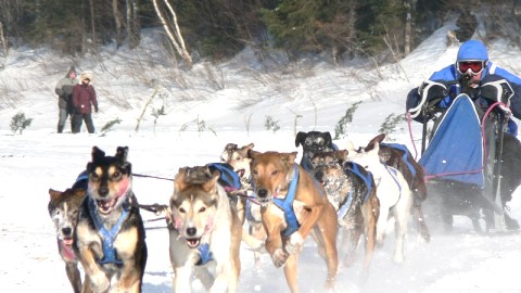LES INTERNATIONAUX DE TRAÎNEAUX À CHIENS DU CANADA SE TIENDRONT DU 8 AU 10 MARS 2013