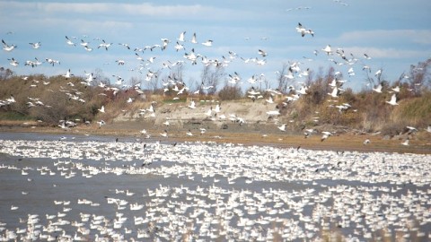 DES OIES À MONTMAGNY ET À CAP-SAINT-IGNACE!
