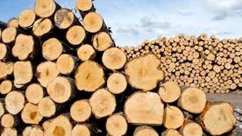 Crise sur le bois d’œuvre résineux : un faux répit pour nos producteurs, clame l’UMQ