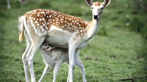 Période de mise bas chez l'orignal et le cerf de Virginie - L'importance de ne pas s'approcher des faons