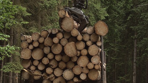 Modernisation forestière : les chambres de commerce réclament plus de clarté et moins de paperasse
