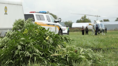 Lutte à la culture extérieure illicite de cannabis :  les policiers à l’affût durant toute la saison