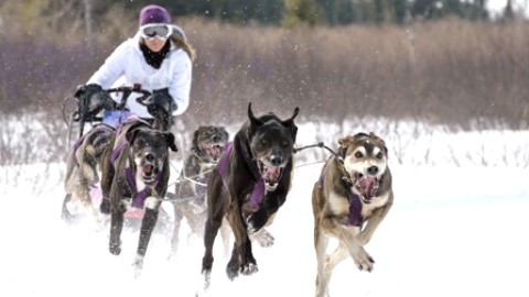 Les Internationaux de traîneau à chiens à Saint-Just-de-Bretenières