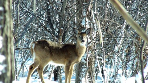 Bilan de la chasse au cerf de Virginie