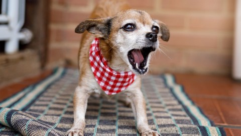 	            	L’enregistrement obligatoire de son chien  n’est pas toujours respectée	            