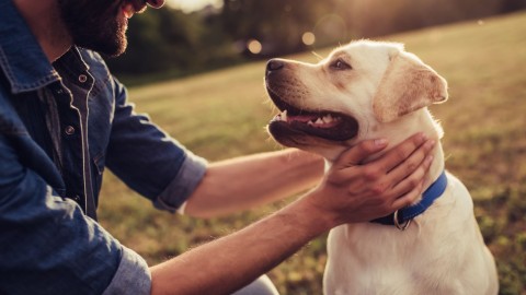 Les licences pour chiens 2020 sont maintenant disponibles pour les propriétaires magnymontois