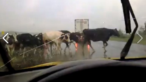 Au Kamouraska, des vaches «paradent» sur l'autoroute 20 à la Saint-Jean-Baptiste 