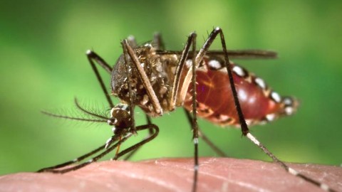 Première étude clinique sur un vaccin contre le virus Zika au Canada