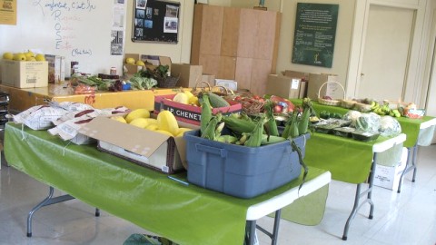 1000 LIVRES DE FRUITS ET LÉGUMES!