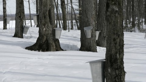 La Côte-du-Sud acéricole a connu une saison normale