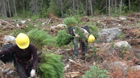 L?OPPOSITION OFFICIELLE DÉFEND LES TRAVAILLEURS ET LES ENTREPRENEURS DE L'INDUSTRIE SYLVICOLE ET FORESTIÈRE