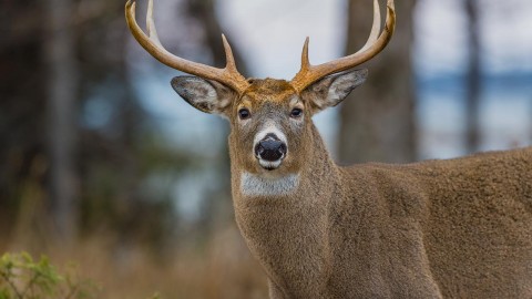 Appel à la prudence en milieu isolé pour le début de la saison de la chasse