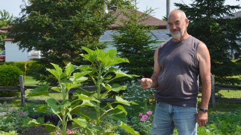 Herman Thibault est aux petits oignons pour son jardin