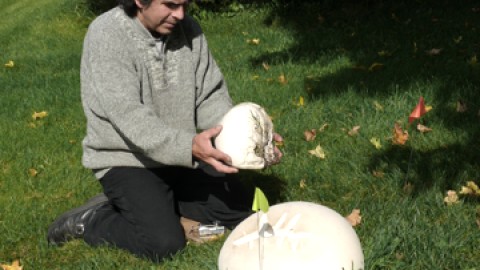 Bellechasse aussi s'intéresse aux champignons