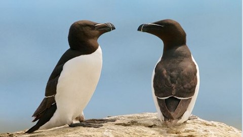 La croisière des petits pingouins est de retour à Berthier-sur-Mer