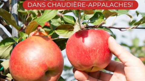 La saison des pommes est débutée dans Chaudière-Appalaches! 