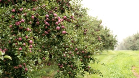 La pomme de Cap-Saint-Ignace propose une Grande virée champêtre