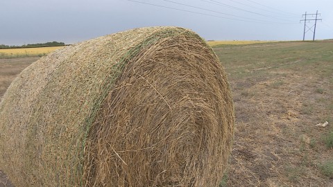 Le temps sec fait également beaucoup de ravages chez les agriculteurs de notre région