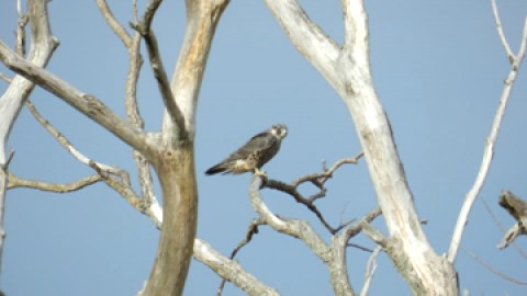 Le 14e Rendez-vous de l'Ornithologie de L'Isle-aux-Grues: Une programmation remplie de nouveautés et de variétés