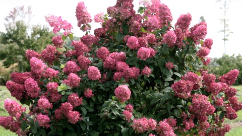 L’hydrangée et le lilas seront à l’honneur à Montmagny 