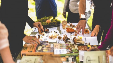 Première édition du Mois du champignon au Kamouraska