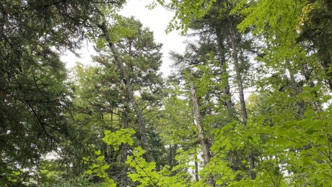 Un appel à projets pour des forêts durables en Chaudière-Appalaches
