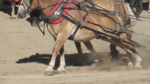 Le traditionnel Tir de chevaux de Cap-Saint-Ignace est de retour