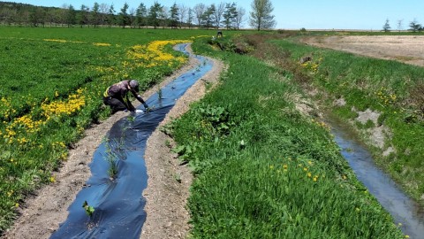 Des milliers d’arbres plantés au Kamouraska