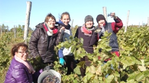 Vignoble du Faubourg, les vendanges attirent de plus en plus de cueilleurs