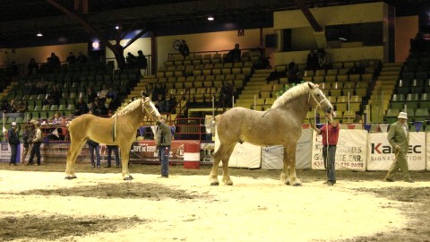 FINALE PROVINCIALE DES JUGEMENTS D'ANIMAUX: MONTMAGNY OU TROIS-RIVIÈRES?
