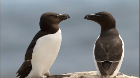 Les petits pingouins impressionnent les touristes