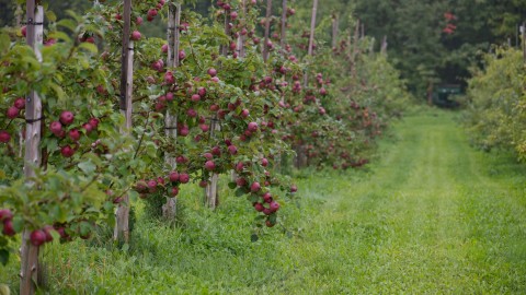 La saison de la pomme bat son plein à Cap-Saint-Ignace!