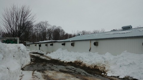 Le toit d’un bâtiment d’une porcherie s’écroule à Cap-Saint-Ignace