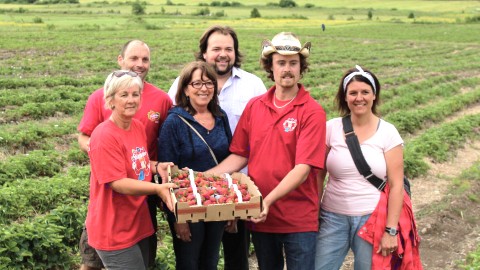 L’autocueillette des fraises est commencée en Chaudière-Appalaches