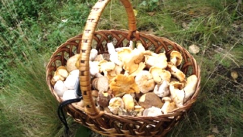 Le Kamouraska accueille un Colloque sur les champignons forestiers.