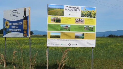 La floraison des tournesols : un spectacle à saisir