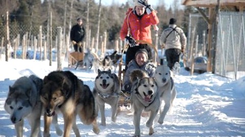 Activité chien de traîneaux à Saint-Hélène-de-Kamouraska