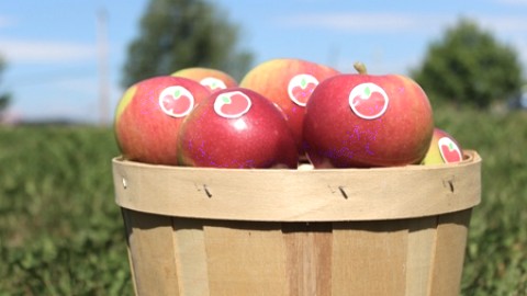 La chasse aux pommes sera officiellement ouverte à Cap-Saint-Ignace!