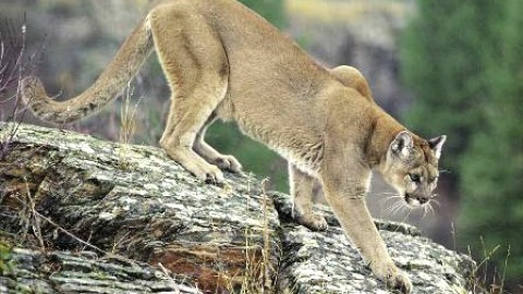 Des « cougars » auraient récemment été vus au Kamouraska