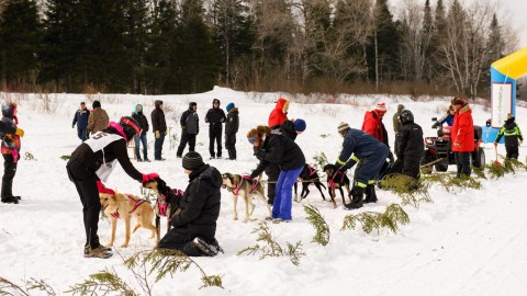 Internationaux de traîneau à chiens annulés, la compétition risque fort de ne pas revenir