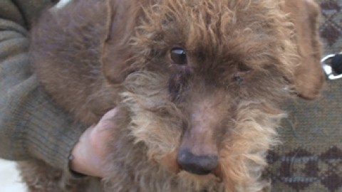 Tous les animaux ont été dirigés vers un refuge d'urgence