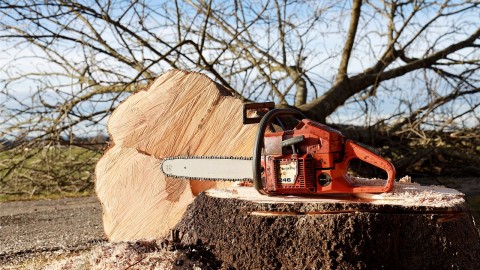 Avis d'intérêt public: Coupe d'arbres nécessaire dans le cadre du chantier de la 3e avenue Nord à Montmagny