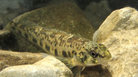 UN POISSON RARE DANS LE BRAS ST-NICOLAS